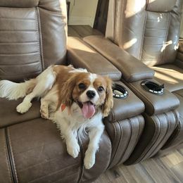 Cavapoo and Poodle All Grown Up from Premier Paws