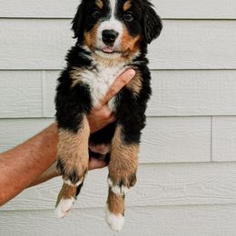 Bernese Mountain Dog Puppies from Pleasant Lake Bernedoodles & BMDs