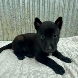 Orange Collar - Black sable male Belgian Malinois puppy in Muskegon, Michigan from Red Acres Working Line K9s