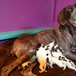 German Shorthaired Pointer Puppies from Claddagh Kennels