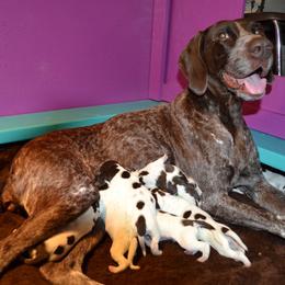 German Shorthaired Pointer Puppies from Claddagh Kennels