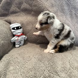 Red - Blue merle male Australian Shepherd puppy in Gill, Colorado from Westwood Australian Shepherds