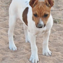 Rat Terrier Puppies from Dynamite Rat Terriers