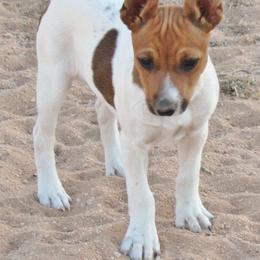 Rat Terrier Puppies from Dynamite Rat Terriers