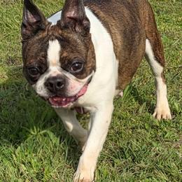 Sage - Boston Terrier