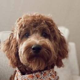 Cavapoo, Goldendoodle, and Poodle All Grown Up from Dlm_doodles