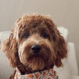 Cavapoo, Goldendoodle, and Poodle All Grown Up from Dlm_doodles