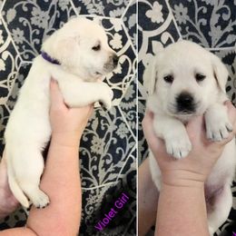 Girl 5 - Labrador Retriever puppy in Texas from Lady D Labradors