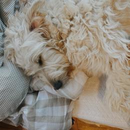Assorted Doodle Crosses, Bernedoodles, Cavachons, Goldendoodles, and Spanish Water Dogs from PitterPatterPuppiesNJ