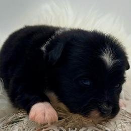 Cupid - Black tri female Toy Australian Shepherd puppy in Blacksburg, South Carolina from Blue’s Family Aussies