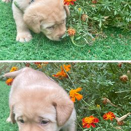 Green - Labrador Retriever puppy from Ruff Roads Labradors