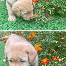 Green - Labrador Retriever puppy from Ruff Roads Labradors