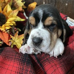 Basset Hound Puppies from Rain and Snow Bassets