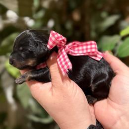 Girl 2 - Black and cream female Dachshund puppy in Winter Haven, Florida from Davidson's Dachshunds