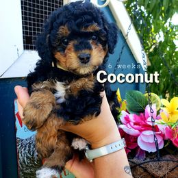 Goldendoodle Puppies from Just Doodling Dogs