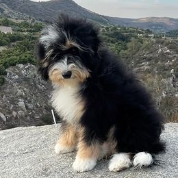 Bernedoodle and Goldendoodle Puppies from Renowned Bernedoodles and Goldendoodles