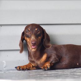Ivy - Dachshund