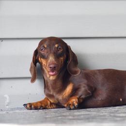 Ivy - Dachshund