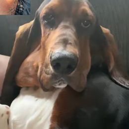 Basset Hounds and Dachshunds from Rolling and Howling Basset Hounds and Dachshunds
