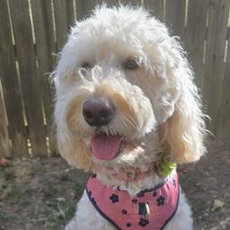 Kennedy - Goldendoodle