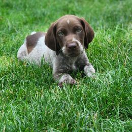 Boy 2 - Liver roan male German Shorthaired Pointer puppy in Milford, Michigan from High Caliber Kennel