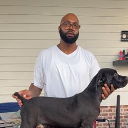 Red - Black male Cane Corso puppy in Laplace, Louisiana from BFM Cane Corso’s