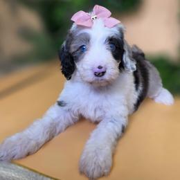 Buttercup - Merle female Goldendoodle puppy in Decatur, Tennessee from Diamond's Doodles