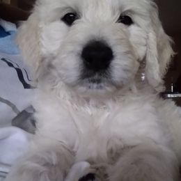 Goldendoodle Puppies from SuperDog Doodles
