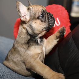French Bulldog Puppies from Camp Fine Frenchies
