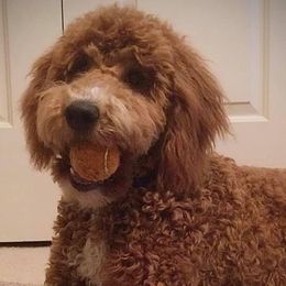 Double Doodles, Goldendoodles, and Labradoodles from Dixie Magnolia Doodles