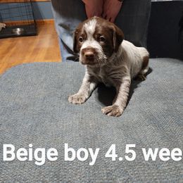 Wirehaired Pointing Griffon Puppies from Big Blue Barn