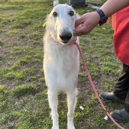 Borzoi puppies from Justart Borzoi