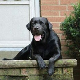 Axel - Labrador Retriever