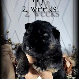Ivy - Black and red female German Shepherd puppy in Sequim, Washington from German Shepherd Haus