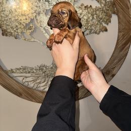 Purple girl - Red female Bloodhound puppy in Conway, Missouri from Ozark Mountain Kennel
