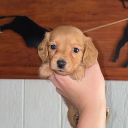 Star - Red female Dachshund puppy in Goldthwaite, Texas from Mini Mama Dachshunds