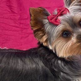 Lola - Yorkshire Terrier