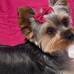 Lola - Yorkshire Terrier
