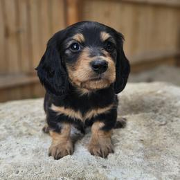 Bluey - 2,800 - Black and cream male Dachshund puppy in Anaconda, Montana from Montana Country Dachshunds