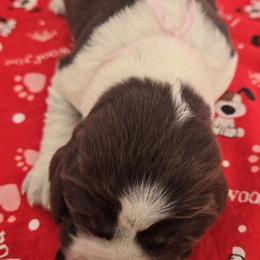 Sled - Tri-Roan female English Springer Spaniel puppy in Brodhead, Wisconsin from Pinwheel Acres