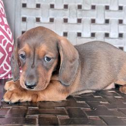 Henry - Red male Dachshund puppy in Town Creek, Alabama from PapaDox Miniature Dachshunds