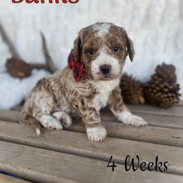 Banks - Red  male Goldendoodle puppy in Runaway Bay, Texas from Green Ranch Doodles