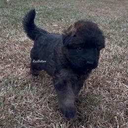 Duke - Sable male German Shepherd puppy in Morrilton, Arkansas from Rock Bottom Ranch