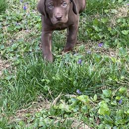 Jack Russell Terrier and Labrador Retriever Puppies from Canine Assist