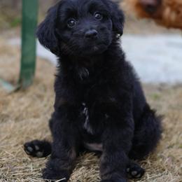 Holly - Black phantom female Aussiedoodle puppy in Casa, Arkansas from Blue Diamond Puppies