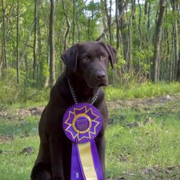 Storm SH - Labrador Retriever