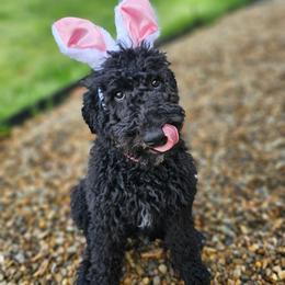 Hot Pink collar- aka Millie - Phantom female Bernedoodle puppy in Shelby, North Carolina from Forever Grateful Doodles