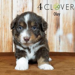 Olay - Red tri-color female Miniature American Shepherd puppy in Carlisle, Pennsylvania from 4 Clovers Kennel