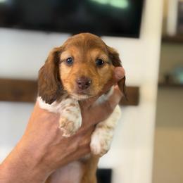 Elle - Piebald female Dachshund puppy in Farmington, Minnesota from Half Pint Doxies