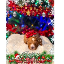 Lola - Red  female Goldendoodle puppy in Kissimmee, Florida from Poodle Doodle Kennels